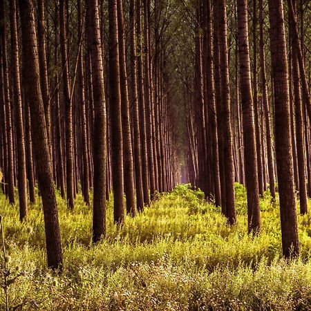 Zmaj Ognjeni Etno Concept Lägenhet Kupinovo Exteriör bild