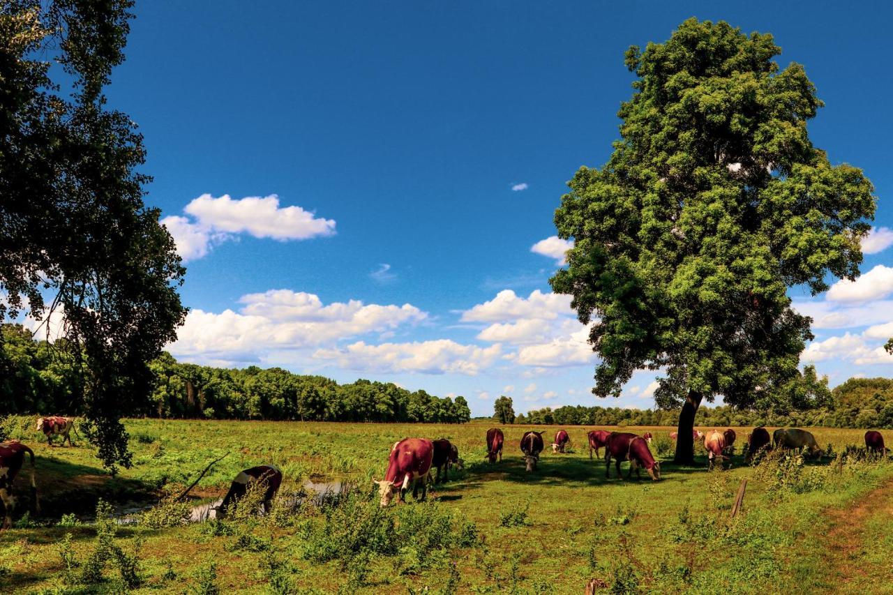 Zmaj Ognjeni Etno Concept Lägenhet Kupinovo Exteriör bild